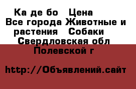 Ка де бо › Цена ­ 25 - Все города Животные и растения » Собаки   . Свердловская обл.,Полевской г.